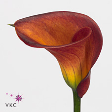 Calla Lily Roma
