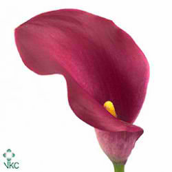 Calla Lily Rosario