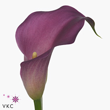 Calla Lily Rubylite