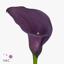Calla Lily Saigon