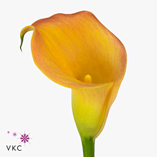 Calla Lily San Remo