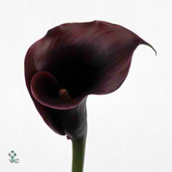 Calla Lily Schwarzwalder