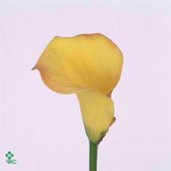 Calla Lily Sun Rise