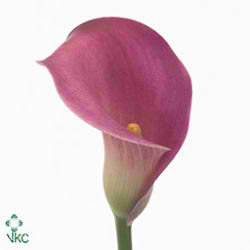 Calla Lily Valentino