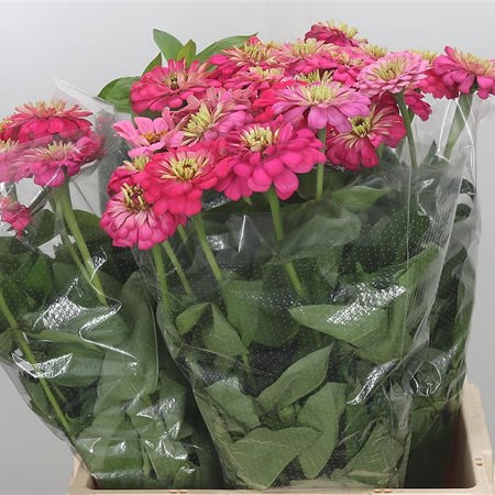 Zinnia Elegans Pink