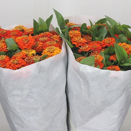 Zinnia Lilliput Orange