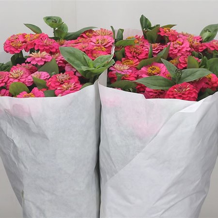 Zinnia Lilliput Pink