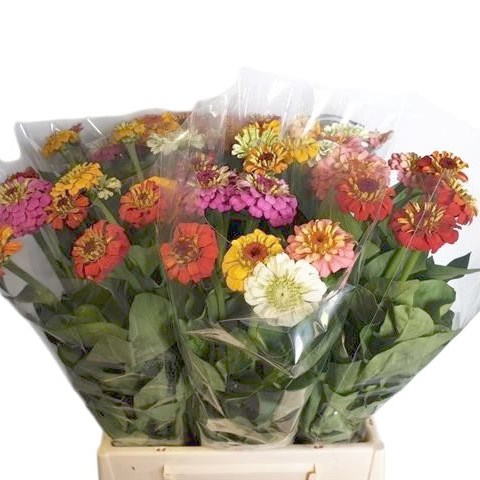Zinnia Mix
