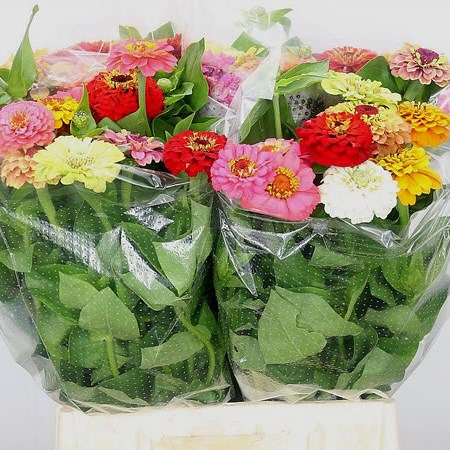 Zinnia Mix