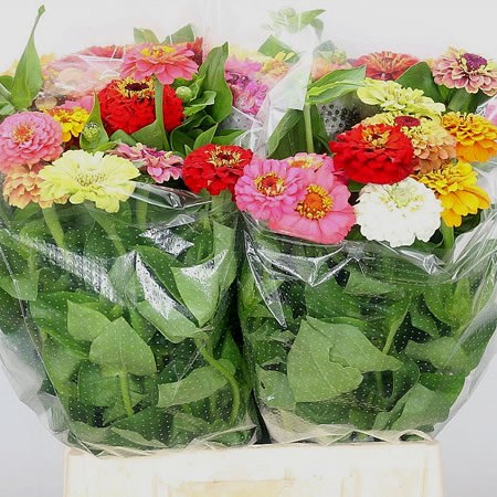 Zinnia Mix