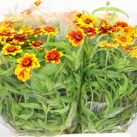 Zinnia Persian Carpet