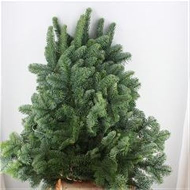 Blue Spruce 5kg (White Band)
