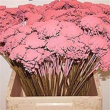 Achillea Dyed Pink