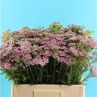Achillea Lilac Beauty