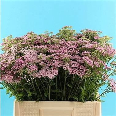 Achillea Lilac Beauty