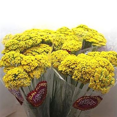 Achillea Parkers Variety