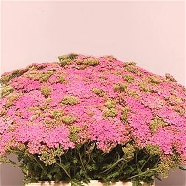 Achillea Pink Lady