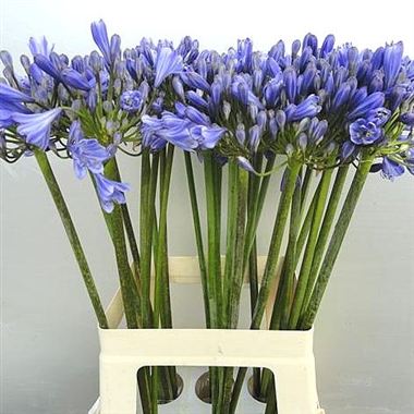 Agapanthus sunfield