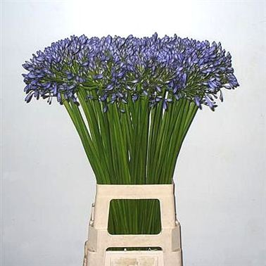 Agapanthus donau