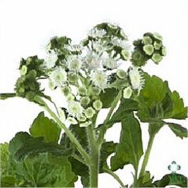 Ageratum Eskimo