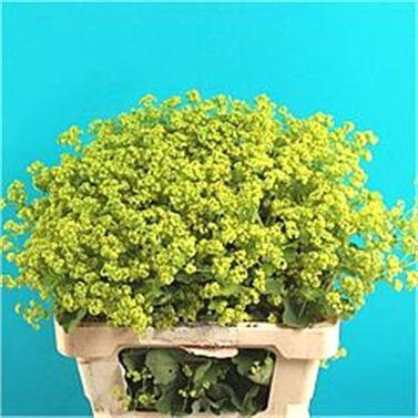 Alchemilla mollis 40cm