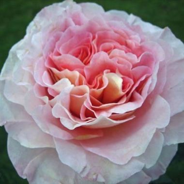 Rose Augusta Luise