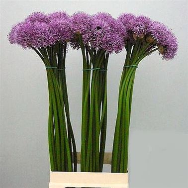 Allium gladiator 60cm