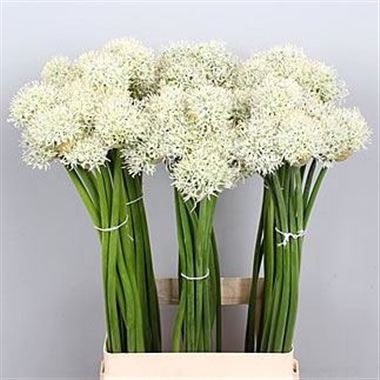 Allium mount everest 85cm