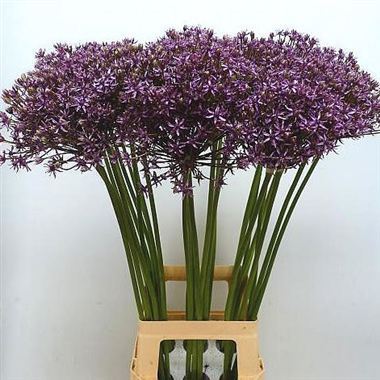 Allium purple rain