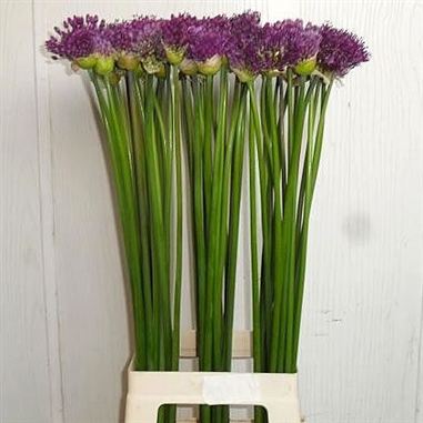 Allium purple sensation