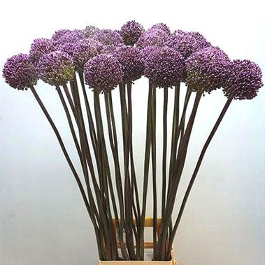 Allium summer drummer