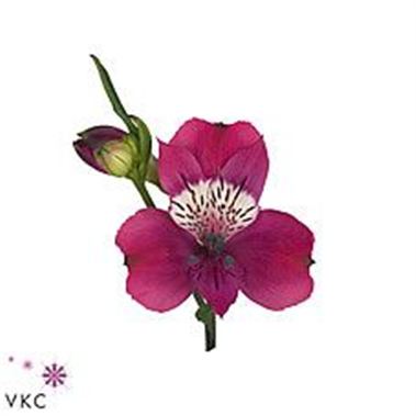 Alstroemeria aileen