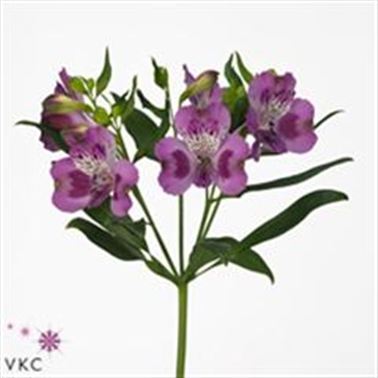 Alstroemeria Berlin