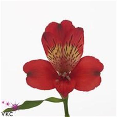 Alstroemeria cape town