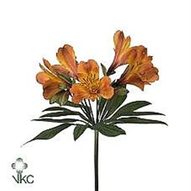 Alstroemeria firenze