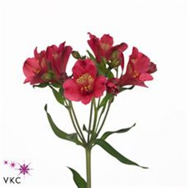 Alstroemeria ilsa