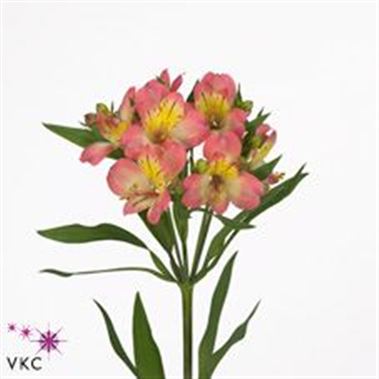 Alstroemeria Komodo