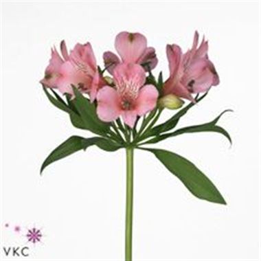 Alstroemeria milano