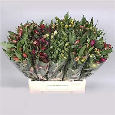 Alstroemeria Mix (short)