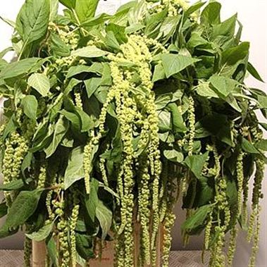 Amaranthus Caudatus Green Pearls