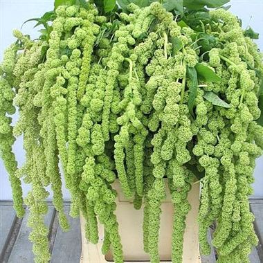 Amaranthus Cycloop