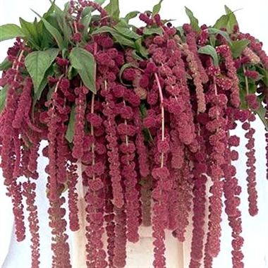 Amaranthus Rosary
