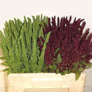 Amaranthus upright mix (Red & Green)