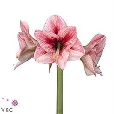 Hippeastrum Reve