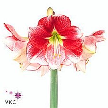 Hippeastrum Exception