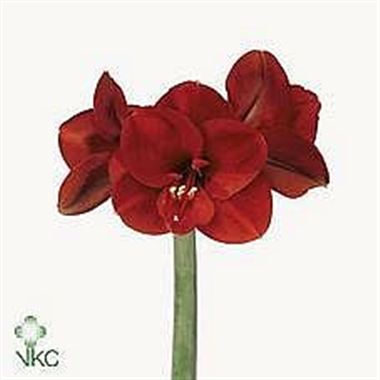 Hippeastrum Ferrari