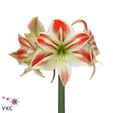 Hippeastrum Galaxy Amorice