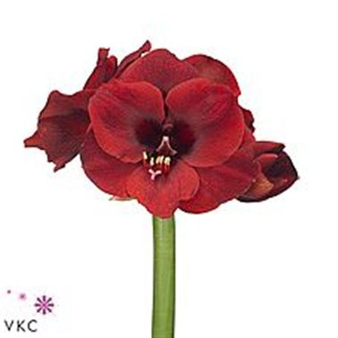 Hippeastrum Liberty