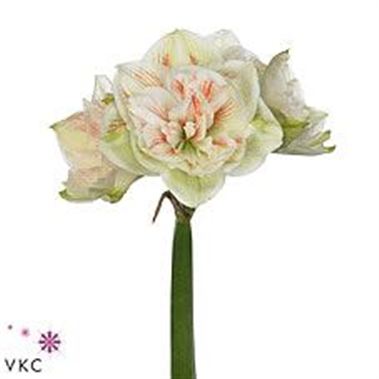 Hippeastrum Nymph