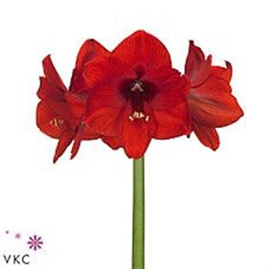 Hippeastrum red lion